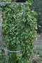 vignette Boussingaultia cordifolia