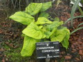 vignette Cyanastrum cordifolium