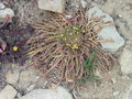 vignette Euphorbia caput-medusae - Euphorbe tte de mduse