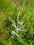 vignette 00- cte sauvage ,Daucus carota subsp. gummifer ,