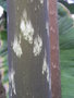 vignette Dracontium pittieri (ptiole)