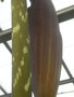 vignette Dracontium pittieri (ptiole et spathe)