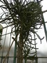 vignette Euphorbia evansii