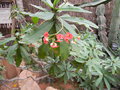vignette Euphorbia millii 'Breonii'