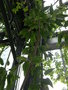 vignette Ficus cordata 'Salicifolia'