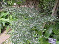 vignette Fernelia buxifolia