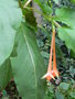 vignette Fuchsia fulgens 'Grandiflora Rubra'