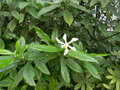 vignette Gardenia jasminoides