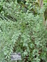 vignette Gymnosporia heterophylla