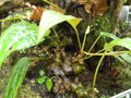 vignette Hydnophytum formicarum