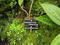 vignette Hydnophytum formicarum