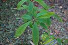 vignette Stewartia sinensis