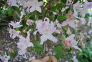vignette Rhododendron yunnanense
