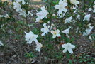 vignette Rhododendron formosum