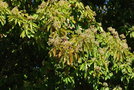 vignette Photinia nussia / Rosaceae / Chine