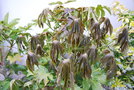 vignette Fatsia japonica   / Araliaceae /  Japon