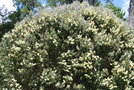 vignette Callistemon pallidus / Myrtaceae / Australie