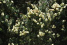 vignette Callistemon pallidus / Myrtaceae / Australie