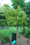 vignette Quercus salicina / Fagaceae / Core,Japon,Tawan