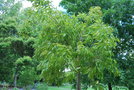 vignette Quercus salicina / Fagaceae / Core,Japon,Tawan