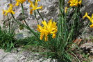 vignette Iris xiphium var. lusitanica