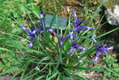 vignette Iris sintenisii ssp. sintenisii