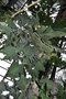 vignette Kalanchoe beharensis 'Oak Leaf'