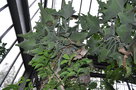 vignette Kalanchoe beharensis 'Oak Leaf'