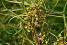 vignette Frangula alnus 'Asplenifolia'