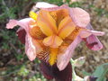 vignette Iris hybride N 35