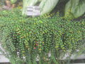vignette Medinilla sedifolia