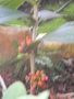 vignette Medinilla loranthoides