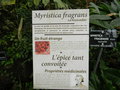 vignette Myristica fragrans