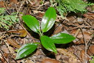 vignette Hetaeria oblongifolia