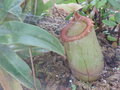 vignette Nepenthes sibuyanensis
