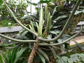 vignette Philodendron deflexa