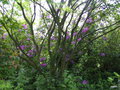 vignette Acer et fleurs de Rhododendron pontica