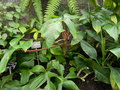 vignette Philodendron squamiferum