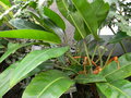 vignette Philodendron callosum subsp ptarianum