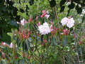 vignette Rhododendron 