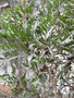 vignette Phyllanthus latifolius
