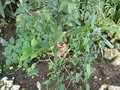 vignette Pseuderanthemum hildebrandtii