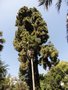vignette Pinus canariensis - Pin des Canaries