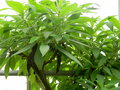 vignette Rhytidophyllum tomentosum
