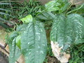 vignette Smilax longifolia