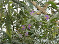 vignette Solanum pyracanthum