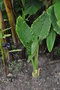 vignette Typhonodorum lindleyanum