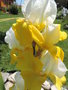 vignette Iris germanica 'Pinnacle'