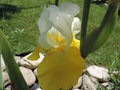 vignette Iris hybride 'Pinnacle'