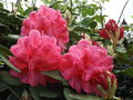 vignette Rhododendron 'Anna Rose Withney'
